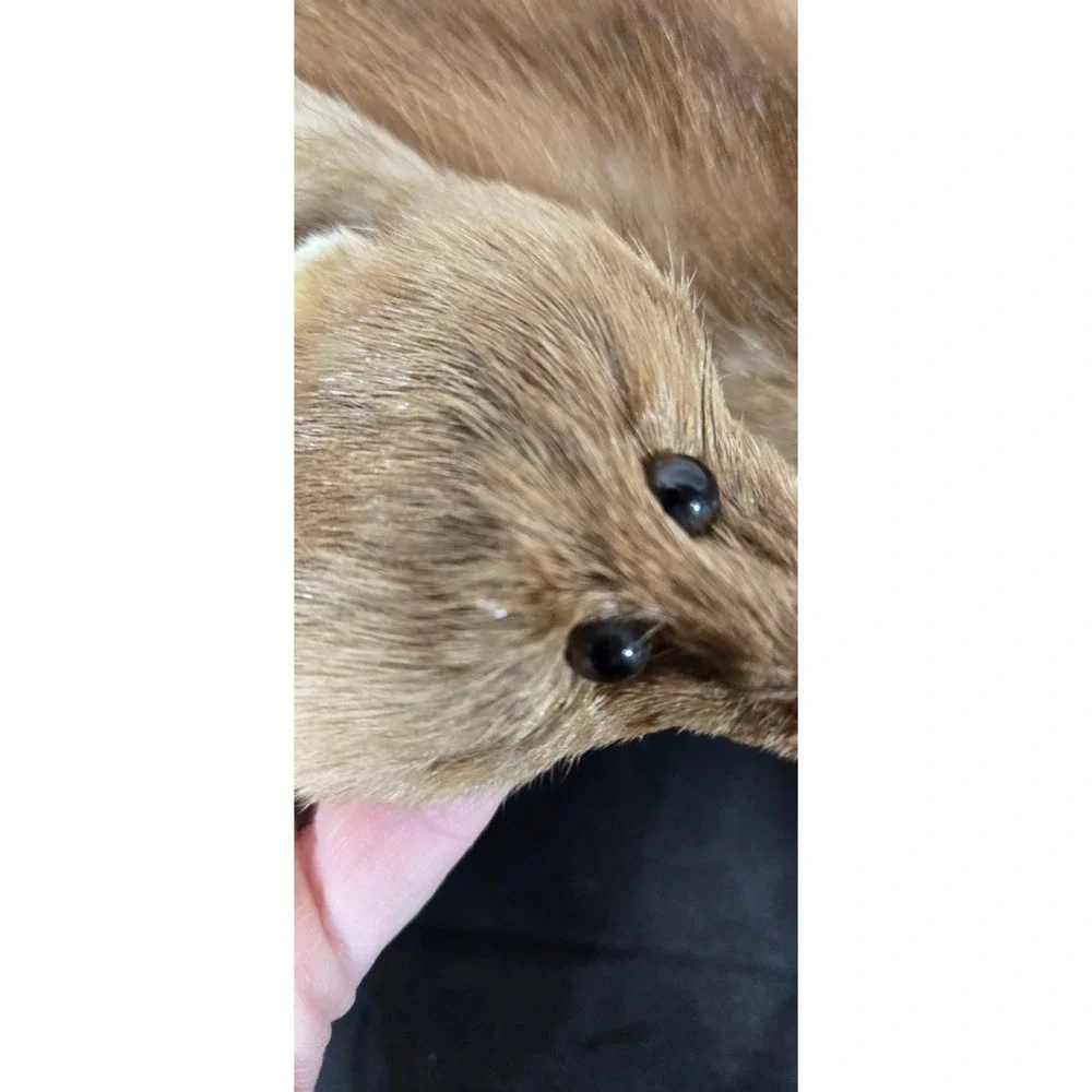 Large Brown 4 pelt Albrecht Furs St. Paul, Minnesota Sable Stole